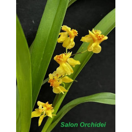 Oncidium Twinkle Golden No....