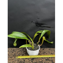 Bulbophyllum lobbii x...