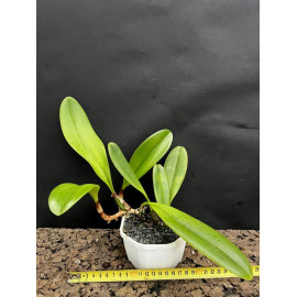 Bulbophyllum grandiflorum (FS)