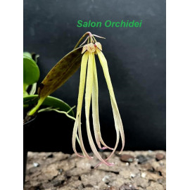 Bulbophyllum thiurum x...