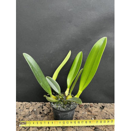 Bulbophyllum...