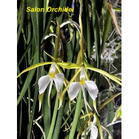 Epidendrum parkinsonianum (FS)