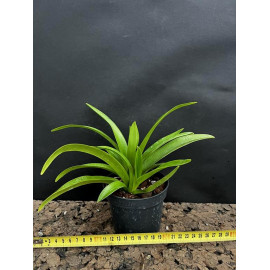 Phragmipedium popowii (FS)