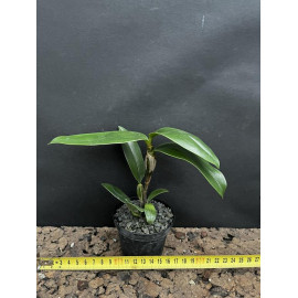 Dendrobium guiberti (NFS)