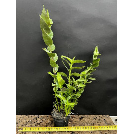 Dendrobium sororium (FS)