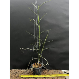Papilionanthe pedunculata (FS)