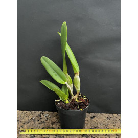 Lc. Bearwoodensis (FS)