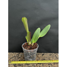 Cattleya lueddemanniana x...
