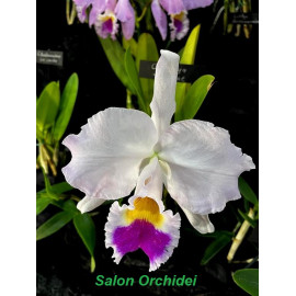 Cattleya trianae (FS)