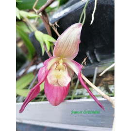 Phragmipedium x sedenii...