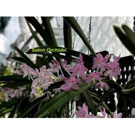 Ascocentrum ampulaceum Pink...
