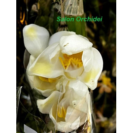 Chysis bractescens (FS)