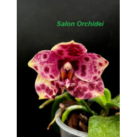 Phalaenopsis Yaphon Black...