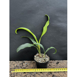 Coelogyne pachystachya (FS)