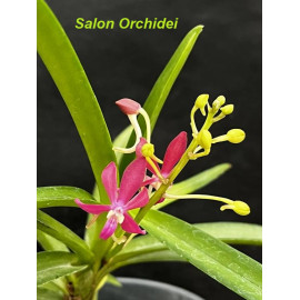 Vanda Preaches (Vanda...