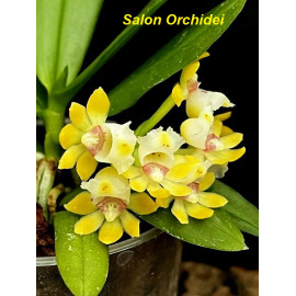 Gastrochilus japonicus (FS)