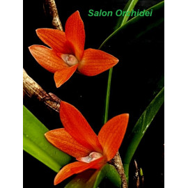Ceratostylis retisquama (FS)