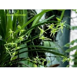 Angraecum calceolus (FS)