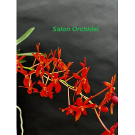 Renanthera philippinensis x...