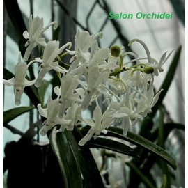 Vandachostylis (Neostylis)...