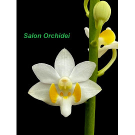 Phalaenopsis pulcherrima...