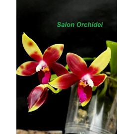 Phalaenopsis Miki Rose...