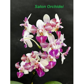 Phalaenopsis Anna Larati...