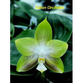 Phalaenopsis Allura Spark (FS)