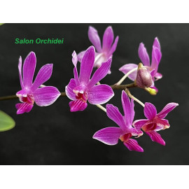 Phalaenopsis San Shia Swan...