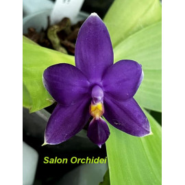 Phalaenopsis violacea...