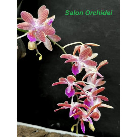 Phalaenopsis Marie Linden (FS)