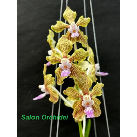 Vanda Kalihi Beauty Jairak...
