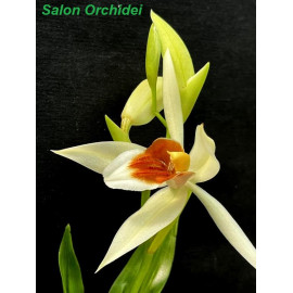 Coelogyne carinata x...