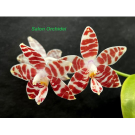 Phalaenopsis amboinensis...