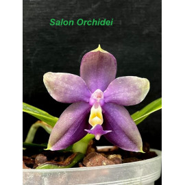 Phalaenopsis Miro Super...