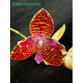 Phalaenopsis Joy Northeast...