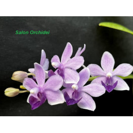 Phalaenopsis Tzu Chiang...