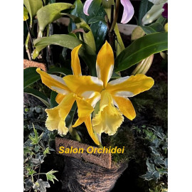 Ctt. Magic Bell 'New Trick'...
