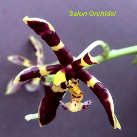 Phalaenopsis mannii 'Dark'...