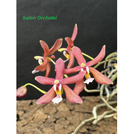 Phalaenopsis mannii x...