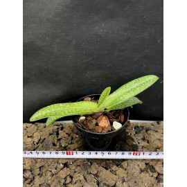 Paphiopedilum Gloria Naugle...