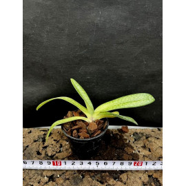 Paphiopedilum Gloria Naugle...