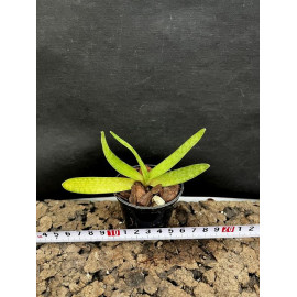 Paphiopedilum godefroyae...