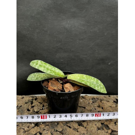 Paphiopedilum wenshanense...
