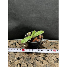 Paphiopedilum wenshanense...