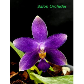 Phalaenopsis Jiaho...