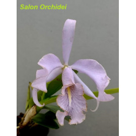 Cattleya maxima f. coerulea...