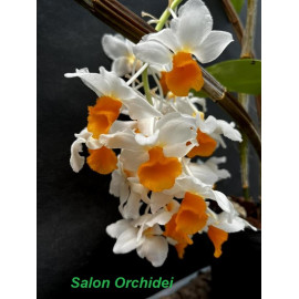 Dendrobium densiflorum (FS)