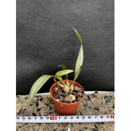 Oeceoclades spathulifera x...