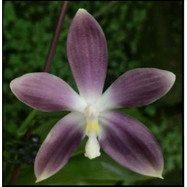 Phalaenopsis tetraspis...